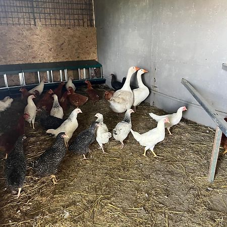 Agriturismo A Casa Di Susanna Santo Stefano del Sole エクステリア 写真