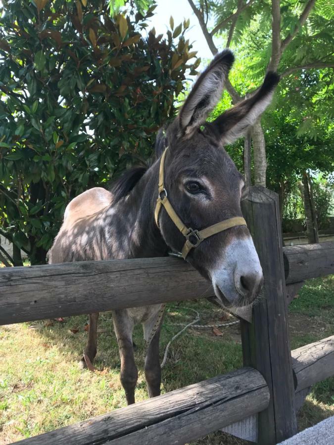 Agriturismo A Casa Di Susanna Santo Stefano del Sole エクステリア 写真