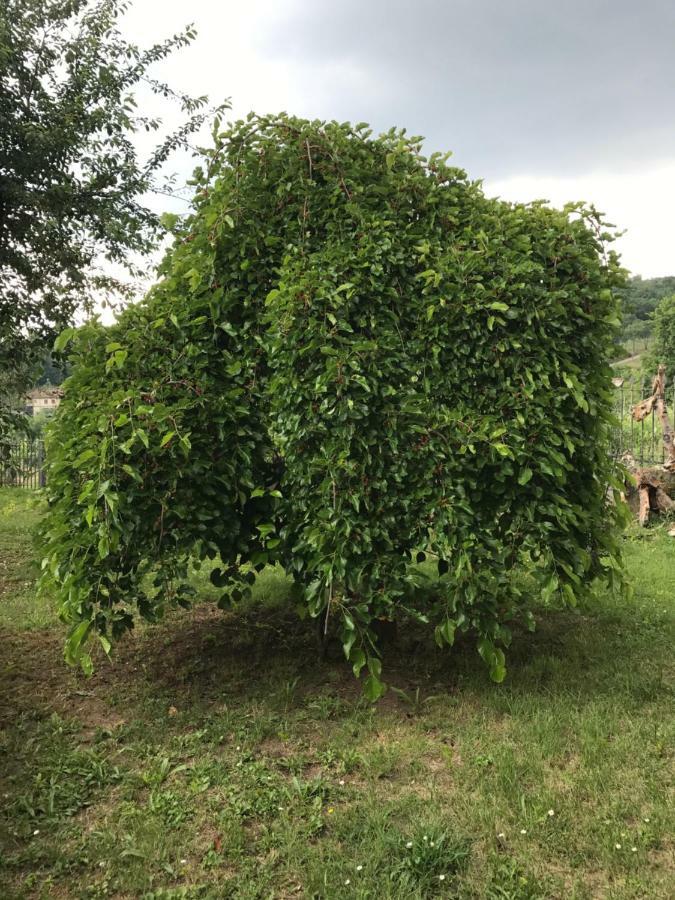 Agriturismo A Casa Di Susanna Santo Stefano del Sole エクステリア 写真