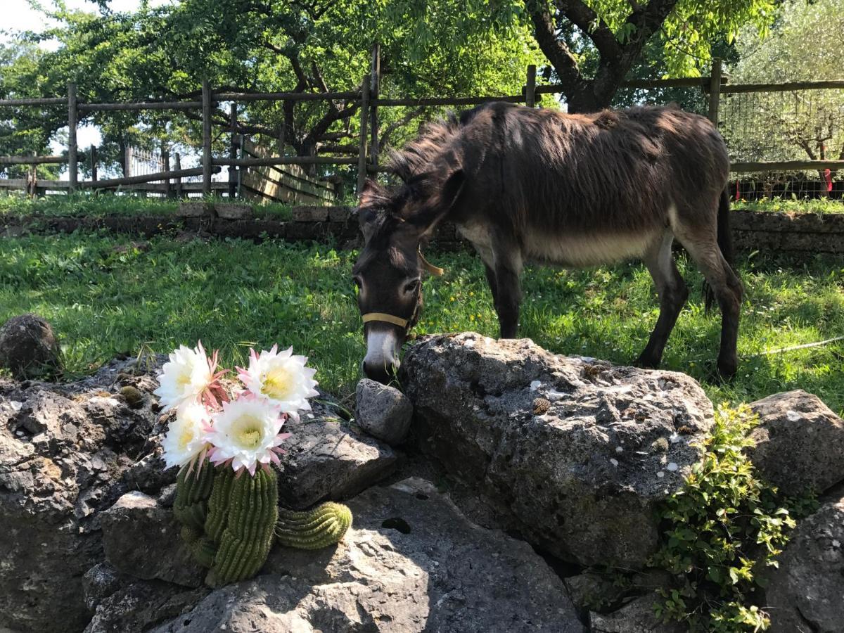 Agriturismo A Casa Di Susanna Santo Stefano del Sole エクステリア 写真